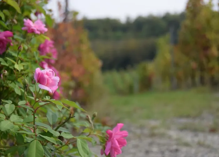 Le Magnolie Ozzano Monferrato